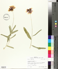Gaillardia aestivalis image