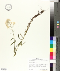Gnaphalium helleri image