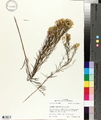 Euthamia tenuifolia image