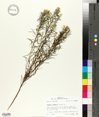 Euthamia tenuifolia image