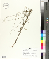 Croptilon divaricatum image