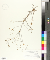 Croptilon divaricatum image