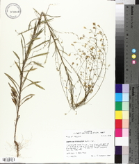 Croptilon divaricatum image