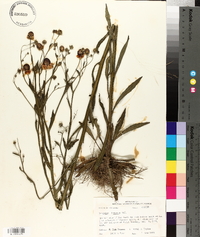 Helenium flexuosum image