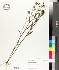 Helenium flexuosum image