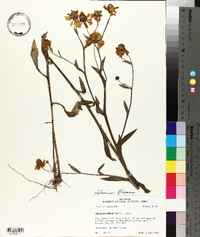 Helenium flexuosum image