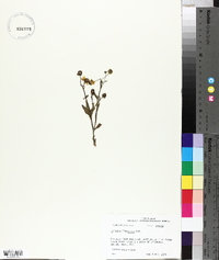 Helenium flexuosum image