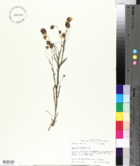 Helenium flexuosum image