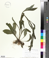Helenium flexuosum image
