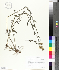 Helenium flexuosum image