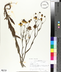 Helenium flexuosum image