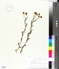 Helenium flexuosum image