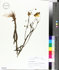 Helenium flexuosum image