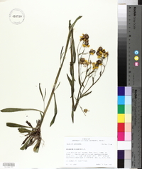 Helenium flexuosum image