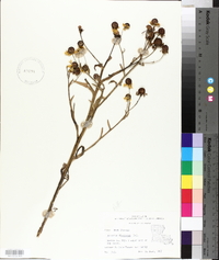 Helenium flexuosum image