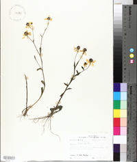 Helenium flexuosum image