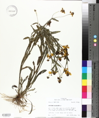 Helenium flexuosum image