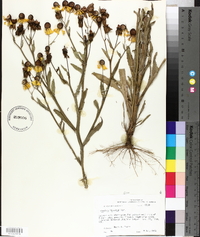 Helenium flexuosum image