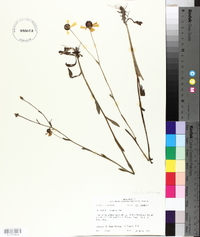 Helenium flexuosum image