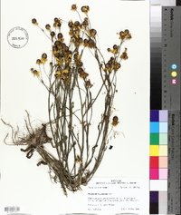 Helenium flexuosum image