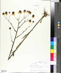 Helenium flexuosum image