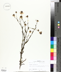 Helenium flexuosum image