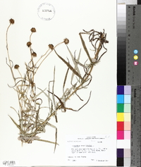 Helianthus angustifolius image