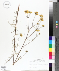 Helianthus angustifolius image