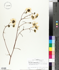 Helianthus angustifolius image