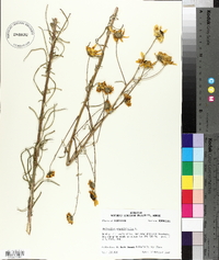 Helianthus angustifolius image