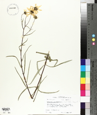 Helianthus angustifolius image