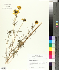 Helianthus angustifolius image