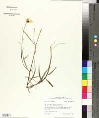 Helianthus angustifolius image