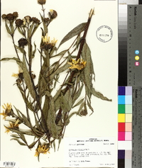 Helianthus divaricatus image