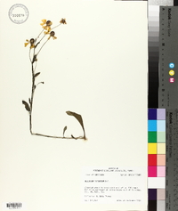 Helenium flexuosum image