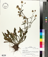 Helenium flexuosum image