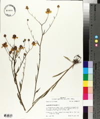 Helenium flexuosum image