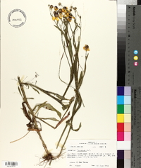 Helenium flexuosum image