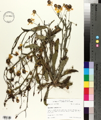 Helenium flexuosum image