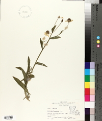 Helenium flexuosum image