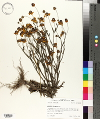 Helenium flexuosum image