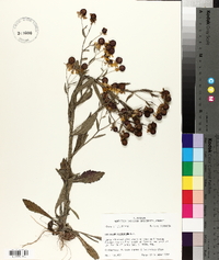 Helenium flexuosum image