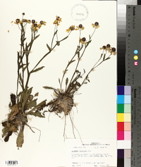 Helenium flexuosum image