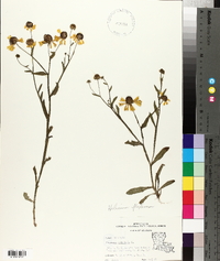 Helenium flexuosum image