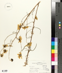 Helianthus angustifolius image