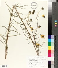 Helianthus angustifolius image