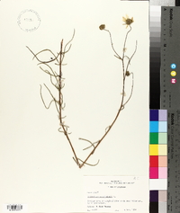 Helianthus angustifolius image