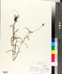 Helianthus angustifolius image