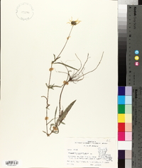 Helianthus angustifolius image