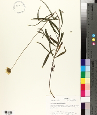 Helianthus angustifolius image